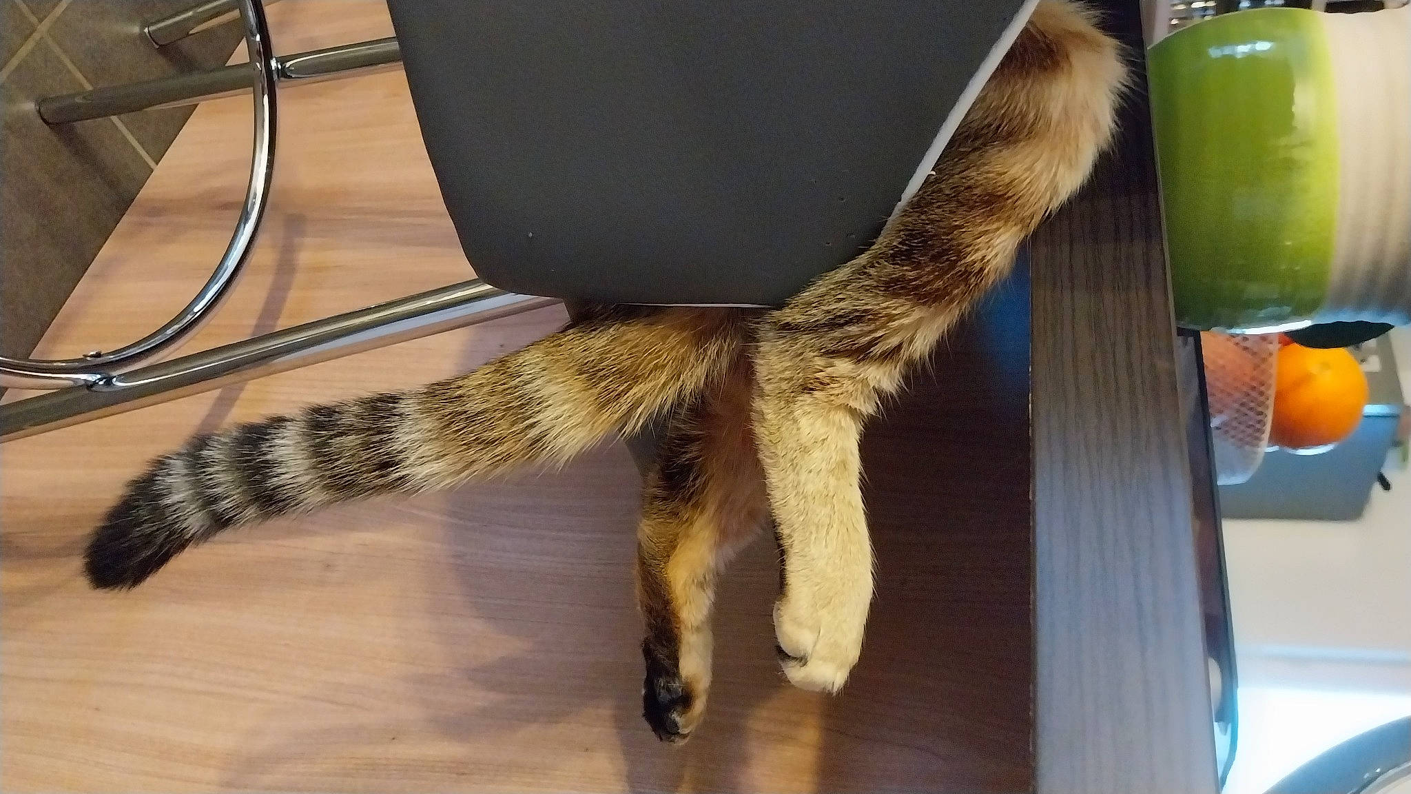 Ocho a rejoint le concours — aidez-le/la à gagner de superbes lots ! canidae, carnivore, claw, dog_breed, domestic_short_haired_cat, drink, fawn, felidae, fur, hardwood, human_leg, leg, small_to_medium_sized_cats, sporting_group, tableware, tail, terrestrial_animal, whiskers, wood, wool