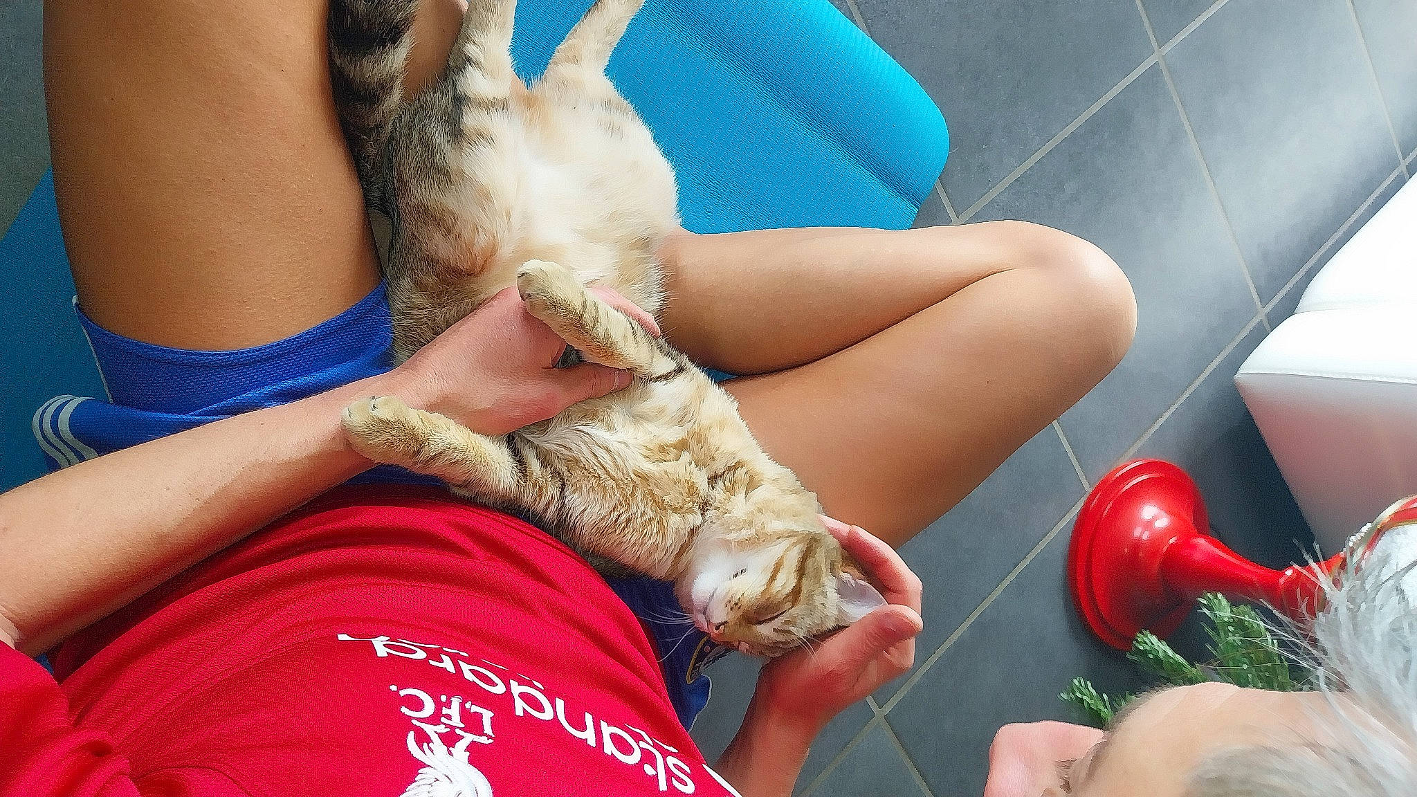 Ocho participe au concours pour gagner de l'argent avec cette photo : carnivore, cat, comfort, companion_dog, fawn, felidae, finger, gesture, hand, human_leg, joint, knee, leg, nail, skin, small_to_medium_sized_cats, thigh, thumb, whiskers, wrist