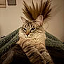 Rocket a rejoint le concours — aidez-le/la à gagner de superbes lots ! cat, tabby, stretching, blanket, cozy, indoor, feline, pet, relaxed, fur, ears, whiskers, pampas_grass, decor, home, animal, cute, portrait, soft_lighting, brown