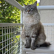 Rocket participe au concours pour gagner de l'argent avec cette photo : cat, fluffy, blue_eyes, balcony, air_conditioner, white_fence, outdoor, nature, greenery, pet, animal, sitting, portrait, daylight, fur, domestic_cat, calm, relaxed, whiskers, ears