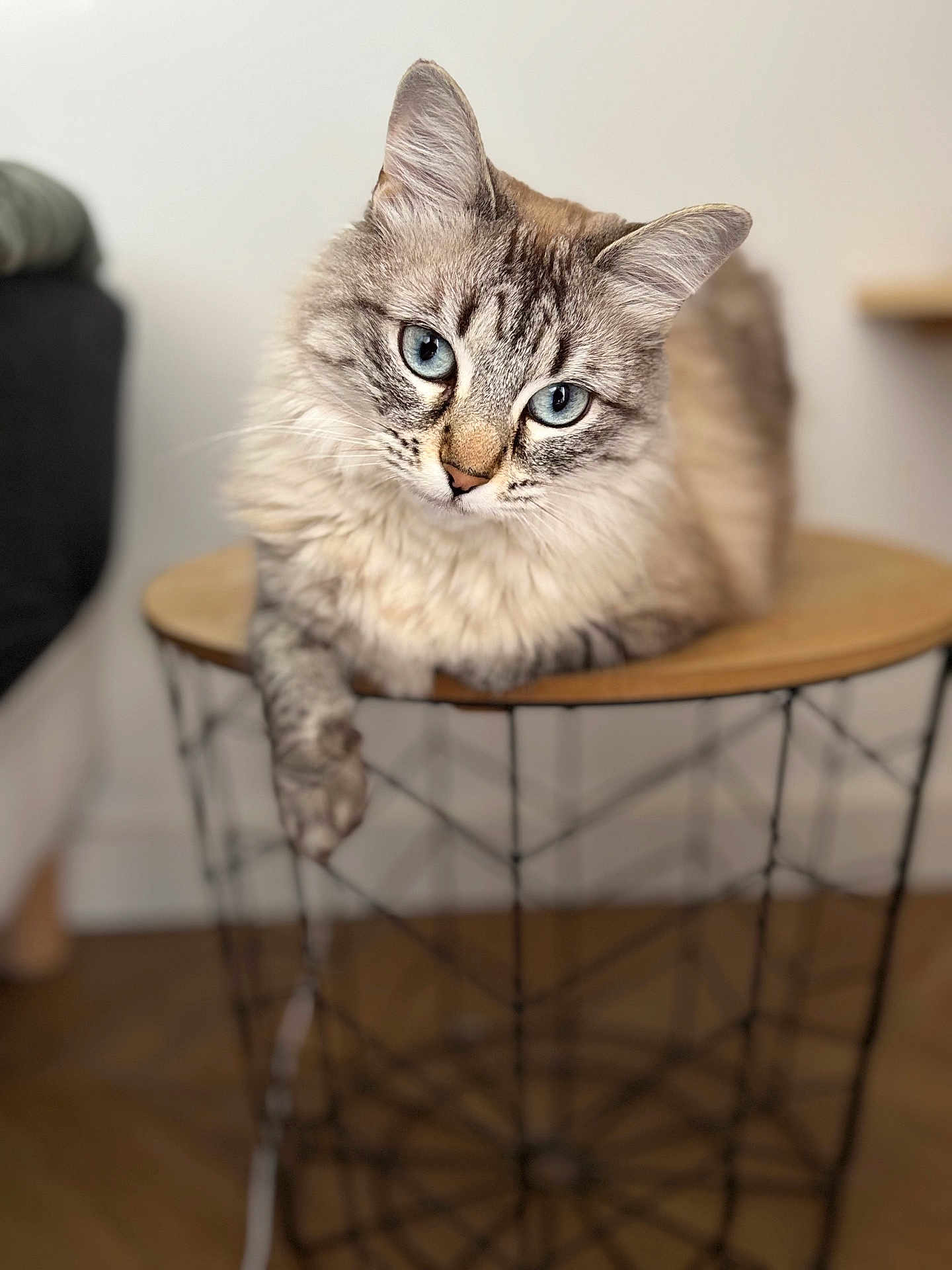 Rocket participe au concours pour gagner de l'argent avec cette photo : cat, blue_eyes, fluffy, table, indoor, furniture, pet, animal, curious, relaxed, closeup, portrait, domestic_cat, whiskers, soft_fur, cute, light_brown, gray, white, cozy