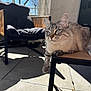 Rocket participe au concours pour gagner de l'argent avec cette photo : cat, animal, pet, feline, table, chair, cushion, outdoor, balcony, sunlight, shadow, floor, wood, relaxing, gray_fur, blue_eyes, daylight, nature, quiet, comfortable