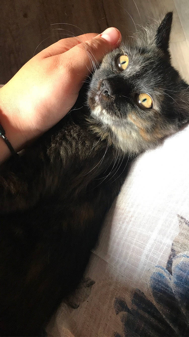 Nounouille participe au concours pour gagner de l'argent avec cette photo : black_cat, body_jewelry, bracelet, carnivore, cat, claw, felidae, finger, fur, jewellery, mammal, nail, organ, skin, small_to_medium_sized_cats, snout, thumb, vertebrate, whiskers, wrist