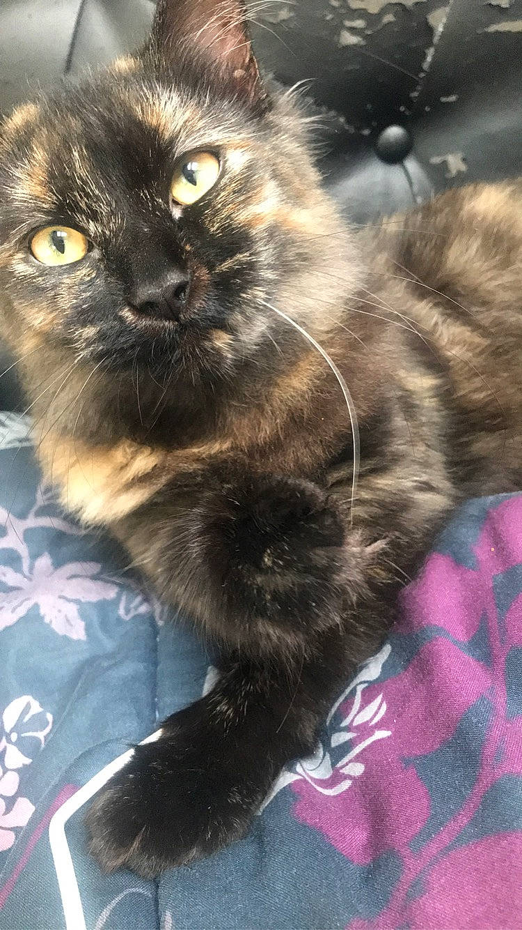 Nounouille participe au concours pour gagner de l'argent avec cette photo : carnivore, cat, felidae, fur, organism, pet_supply, plaid, small_to_medium_sized_cats, snout, tartan, vertebrate, whiskers