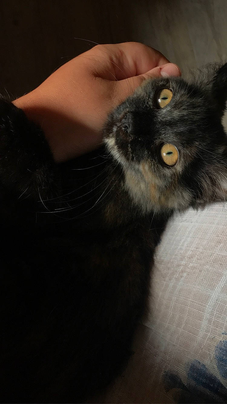 Nounouille participe au concours pour gagner de l'argent avec cette photo : black, black_cat, black_hair, bombay, carnivore, cat, felidae, finger, fur, human, iris, nail, neck, organ, skin, small_to_medium_sized_cats, snout, terrestrial_animal, whiskers