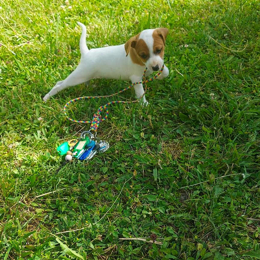 Vegas a rejoint le concours — aidez-le/la à gagner de superbes lots ! animal, backyard, ball, boxer, bulldog, canine, dog, grass, hound, lawn, nature, outdoors, pet, plant, puppy, sport, summer, tennis, tennisball, yard