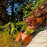 dog, doberman, pet, animal, portrait, close_up, smiling, happy, outdoors, forest, woodland, nature, sunlight, greenery, harness, brown_coat, black_and_tan, paws, person, daylight