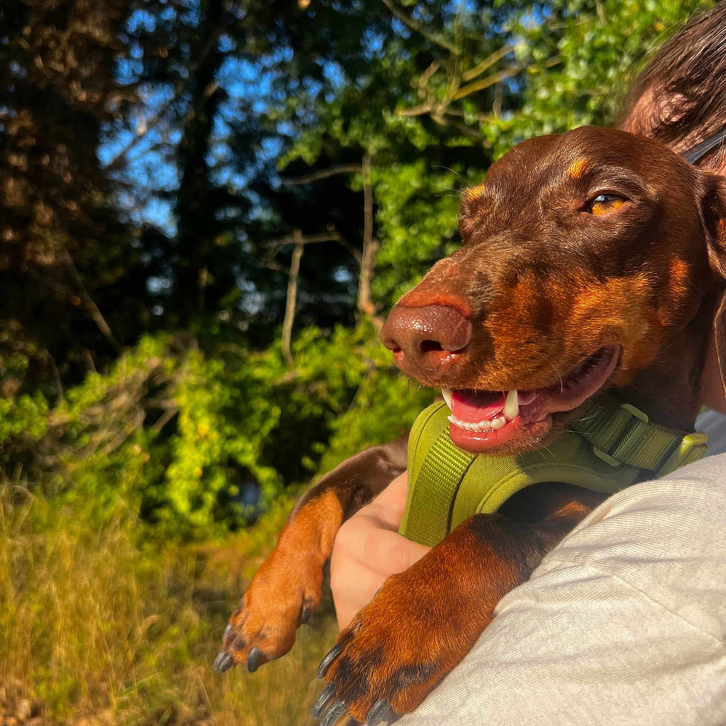 Robert participe au concours pour gagner de l'argent avec cette photo : dog, doberman, pet, animal, portrait, close_up, smiling, happy, outdoors, forest, woodland, nature, sunlight, greenery, harness, brown_coat, black_and_tan, paws, person, daylight