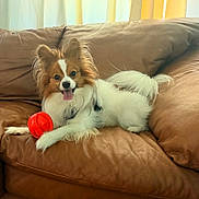 Gandhi is registered to the contest to win money with this photo: animal, couch, cozy, curtains, dog, ears, fur, happy, home, indoor, leather, light, papillon, pet, playful, red_ball, relaxed, smiling, tail, tongue_out