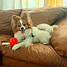animal, couch, cozy, curtains, dog, ears, fur, happy, home, indoor, leather, light, papillon, pet, playful, red_ball, relaxed, smiling, tail, tongue_out