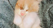 Noopy participe au concours pour gagner de l'argent avec cette photo : kitten, sleeping, blanket, cozy, soft, fur, cute, pet, animal, domestic, closeup, resting, paw, furry, young, calm, comfort, indoor, warm, snuggle
