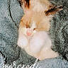 kitten, sleeping, blanket, cozy, soft, fur, cute, pet, animal, domestic, closeup, resting, paw, furry, young, calm, comfort, indoor, warm, snuggle