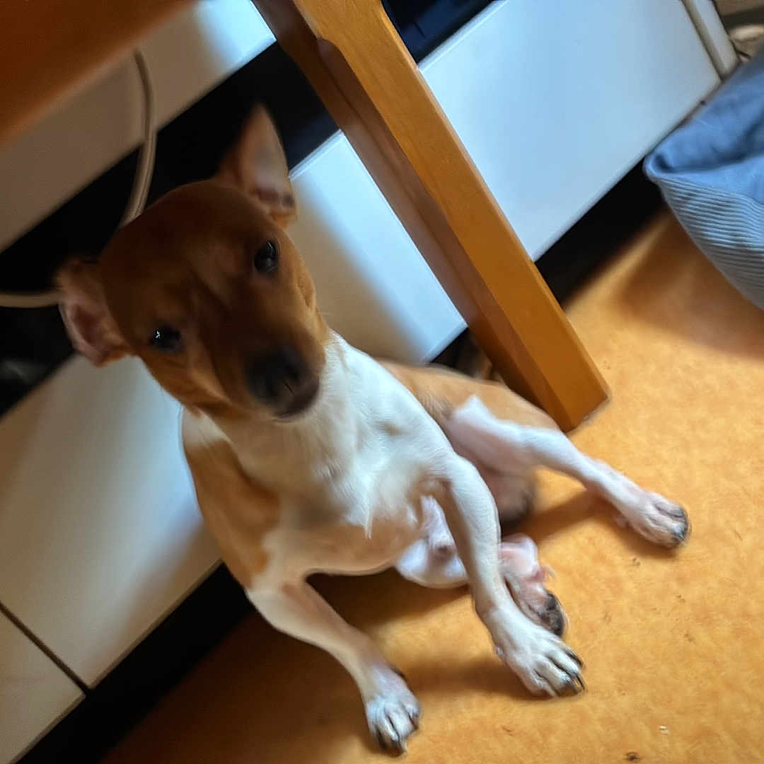 Noopy participe au concours pour gagner de l'argent avec cette photo : dog, brown, white, sitting, floor, table, wood, dog_bed, indoor, cabinet, yellow_floor, pet, animal, paw, ears, small_dog, domestic, relaxed, corner, house