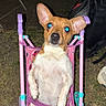 Noopy participe au concours pour gagner de l'argent avec cette photo : dog, small_dog, toy_stroller, pink, outdoor, grass, night, flash, blue_eyes, ears, pet, animal, cute, relaxed, sitting, leash, backpack, chair, footwear, funny
