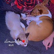 Noopy a rejoint le concours — aidez-le/la à gagner de superbes lots ! dog, cat, sleeping, blanket, floral_pattern, red, brown, white, fur, paw, hand, cozy, resting, pet, animal, indoor, night, soft, cute, companion