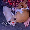 dog, cat, sleeping, blanket, floral_pattern, red, brown, white, fur, paw, hand, cozy, resting, pet, animal, indoor, night, soft, cute, companion