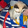 Ruby participe au concours pour gagner de l'argent avec cette photo : kitten, cat, bag, striped_bag, red_handles, clothes, yellow_cloth, blanket, curious, indoor, pet, young_cat, furry, small, domestic_animal, cute, soft, cozy, blue, white