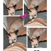 Ruby a rejoint le concours — aidez-le/la à gagner de superbes lots ! cat, sleeping, collage, blanket, lap, cute, butterfly, heart, cozy, feline, resting, pet, animal, striped_clothing, soft, relaxation, indoor, comfort, cute_stickers, multiple_photos