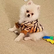 Fluffy joined the competition — help win amazing prizes! carnivoran, cat, cat_like_mammal, companion_dog, dog_breed, dog_breed_group, dog_like_mammal, german_spitz, kitten, pomeranian, puppy, small_to_medium_sized_cats, vertebrate, whiskers