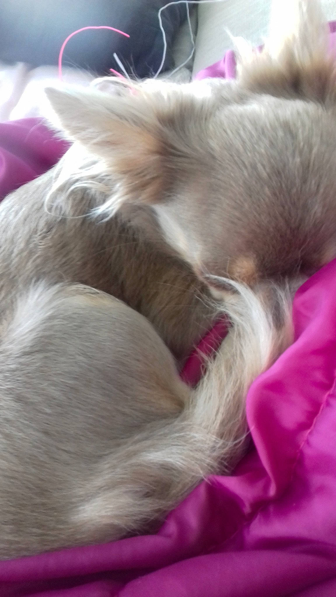 Divass a rejoint le concours — aidez-le/la à gagner de superbes lots ! blond, canidae, carnivore, companion_dog, dog, dog_breed, ear, fawn, hair, liver, nap, pink, puppy, shih_tzu, sporting_group, tail