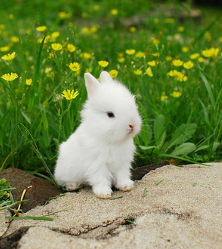 Bonbon a rejoint le concours — aidez-le/la à gagner de superbes lots ! domestic_rabbit, grass, hare, plant, rabbit, rabbits_and_hares, snowshoe_hare, whiskers, wildlife
