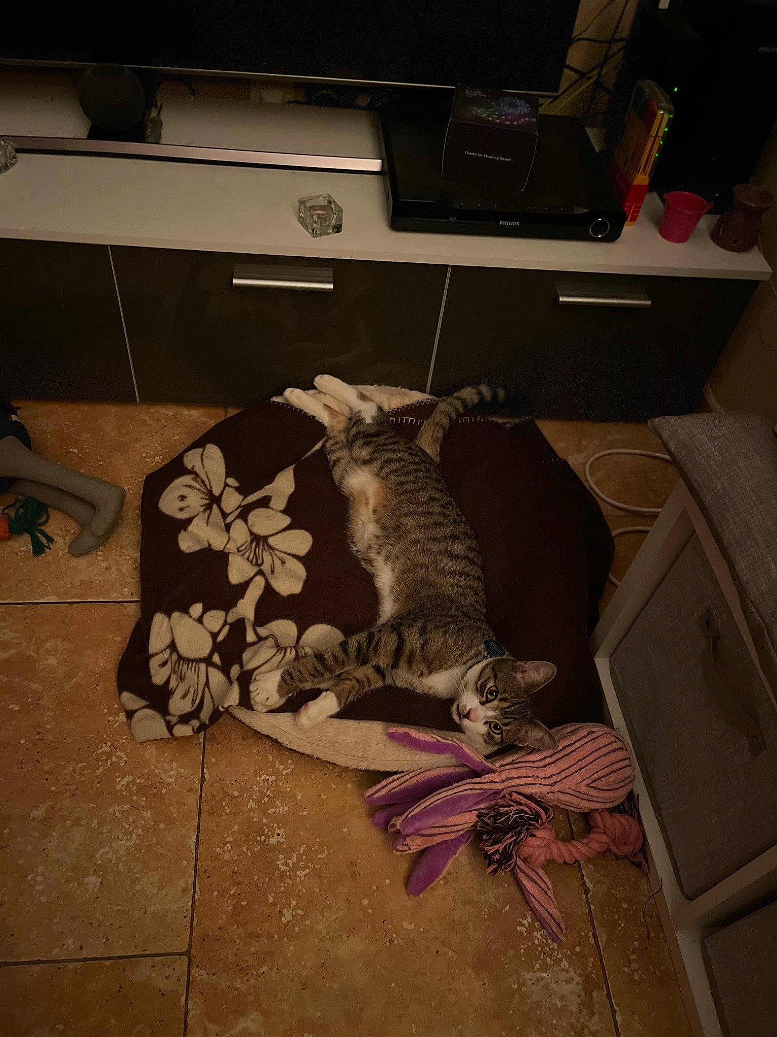 Steven participe au concours pour gagner de l'argent avec cette photo : carnivore, carpet, chest_of_drawers, comfort, drawer, felidae, floor, flooring, fur, grey, hardwood, home_appliance, linens, pattern, room, small_to_medium_sized_cats, stuffed_toy, tail, whiskers, wood