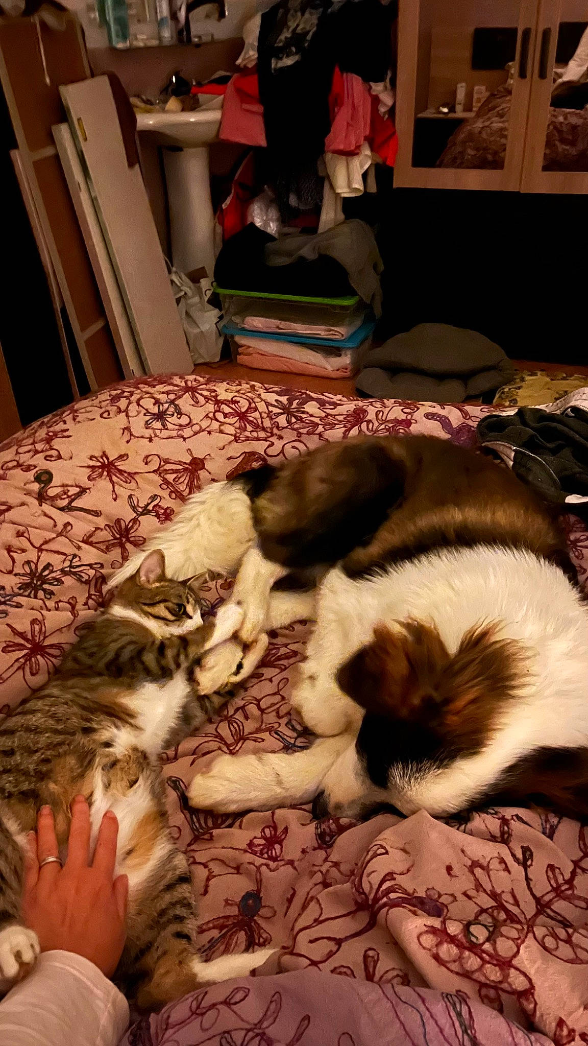 Steven participe au concours pour gagner de l'argent avec cette photo : bed, brown, canidae, carnivore, cat, comfort, companion_dog, dog_breed, fawn, felidae, flooring, fur, linens, room, small_to_medium_sized_cats, sporting_group, textile, vertebrate, whiskers, wood