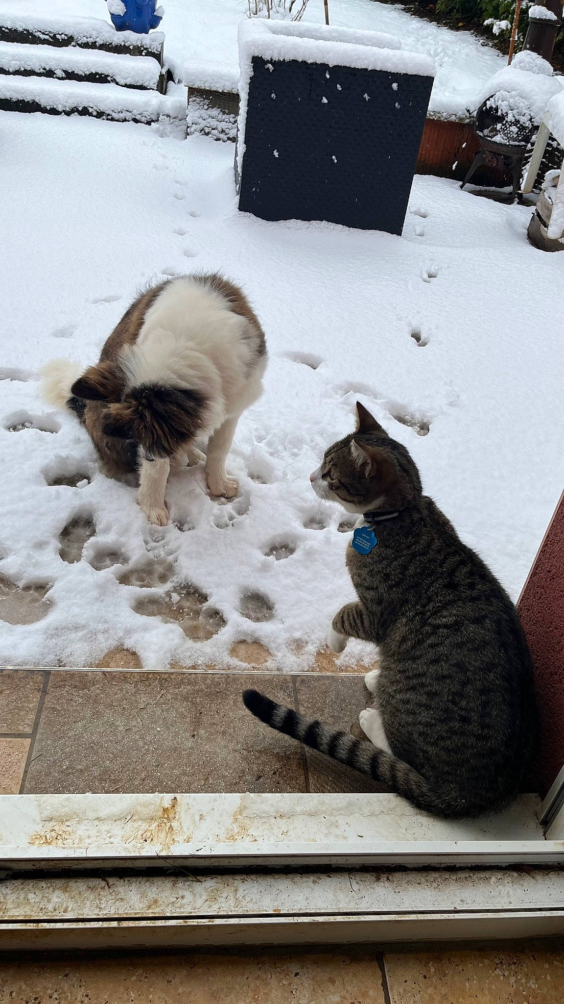 Steven a rejoint le concours — aidez-le/la à gagner de superbes lots ! canidae, carnivore, cat, dog_breed, domestic_short_haired_cat, felidae, freezing, fur, mammal, precipitation, sand, sitting, small_to_medium_sized_cats, snout, snow, sporting_group, tail, whiskers, winter