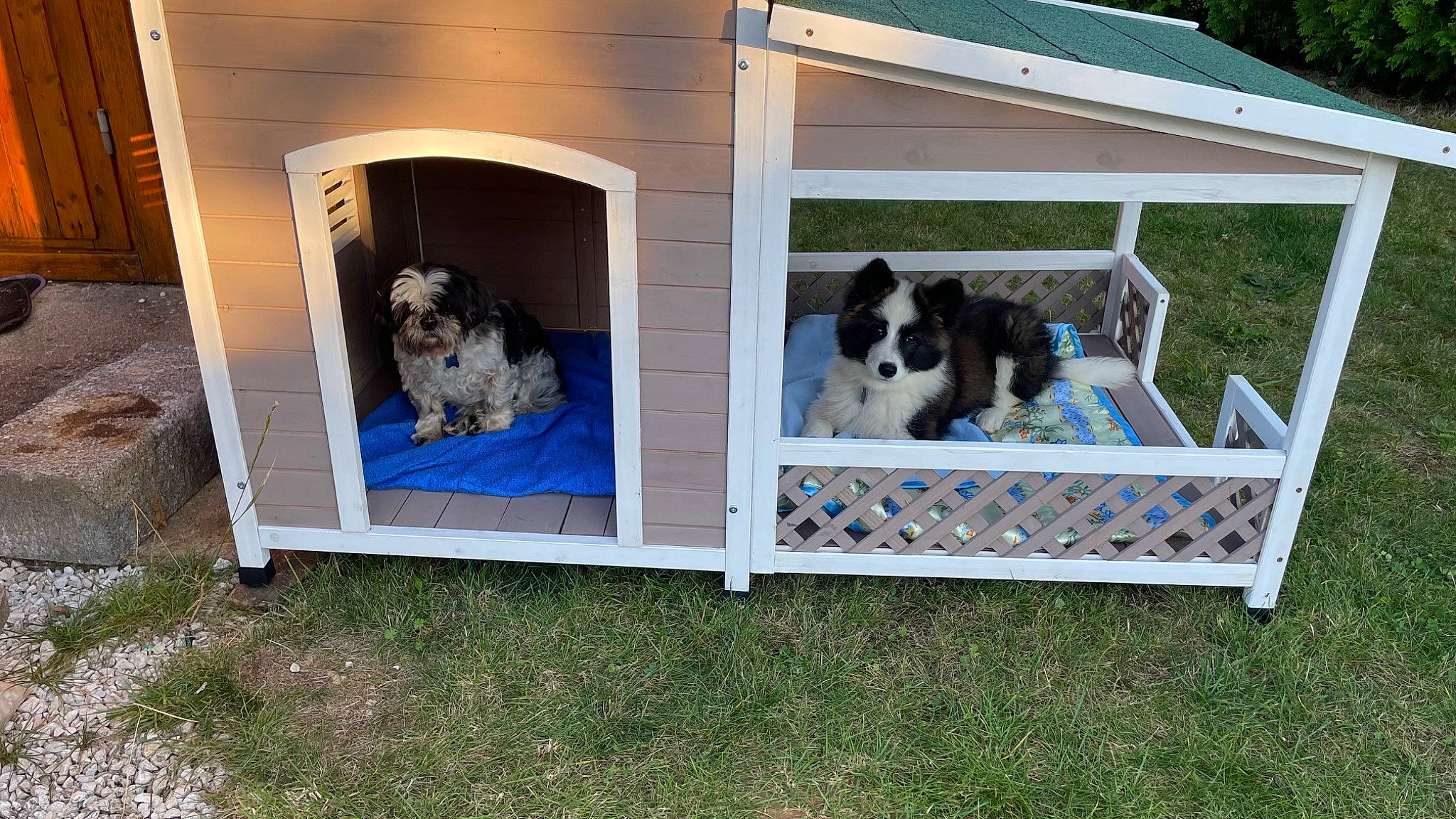 Texas a rejoint le concours — aidez-le/la à gagner de superbes lots ! backyard, canidae, carnivore, companion_dog, dog, dog_breed, dog_supply, door, grass, gun_dog, herding_dog, sporting_group, tree, vertebrate, working_dog, yard