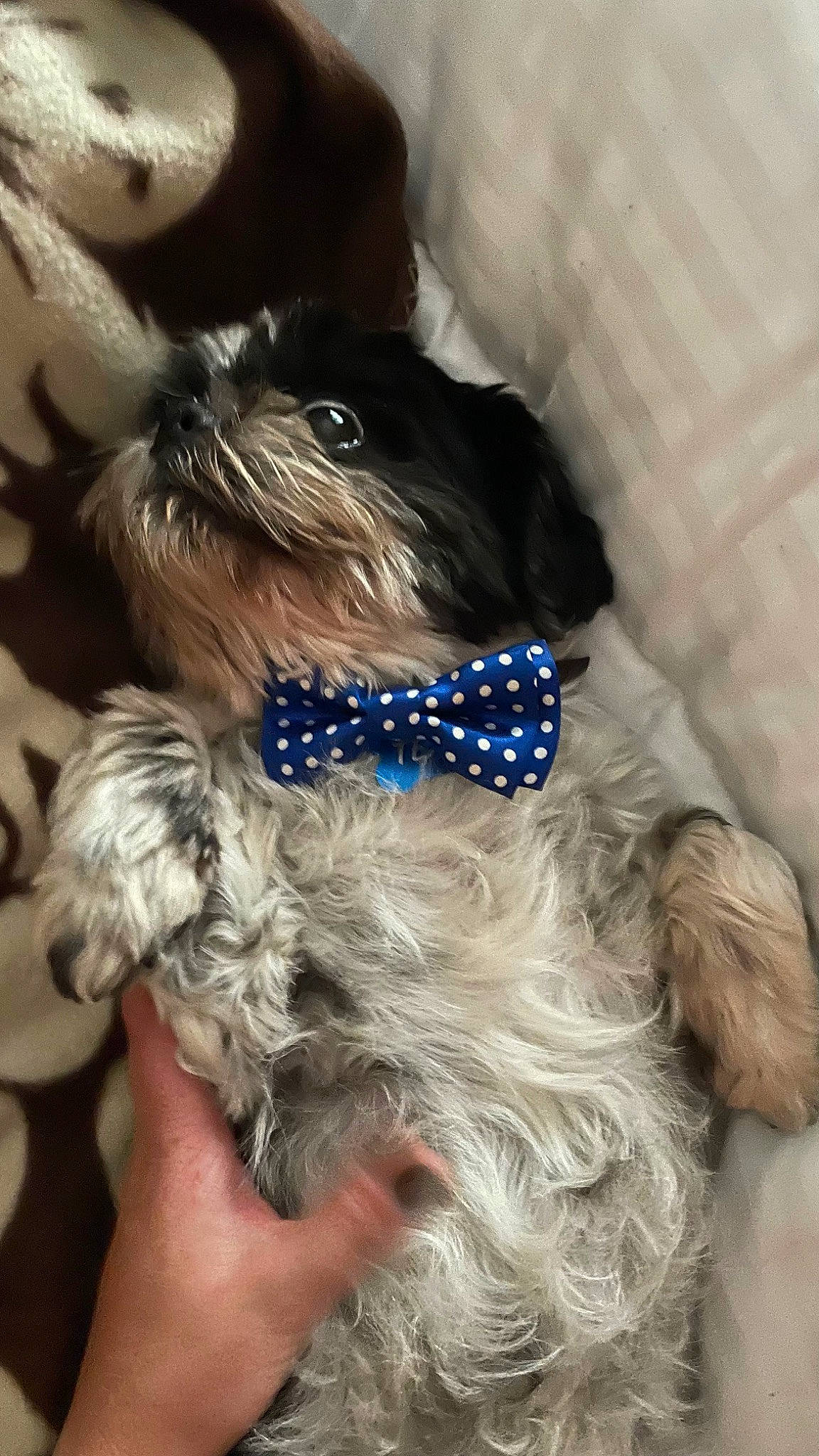 Texas participe au concours pour gagner de l'argent avec cette photo : canidae, carnivore, collar, companion_dog, dog, dog_breed, dog_clothes, dog_collar, dog_supply, electric_blue, fashion_accessory, fawn, fur, liver, pet_supply, snout, sporting_group, terrier, toy_dog, working_animal