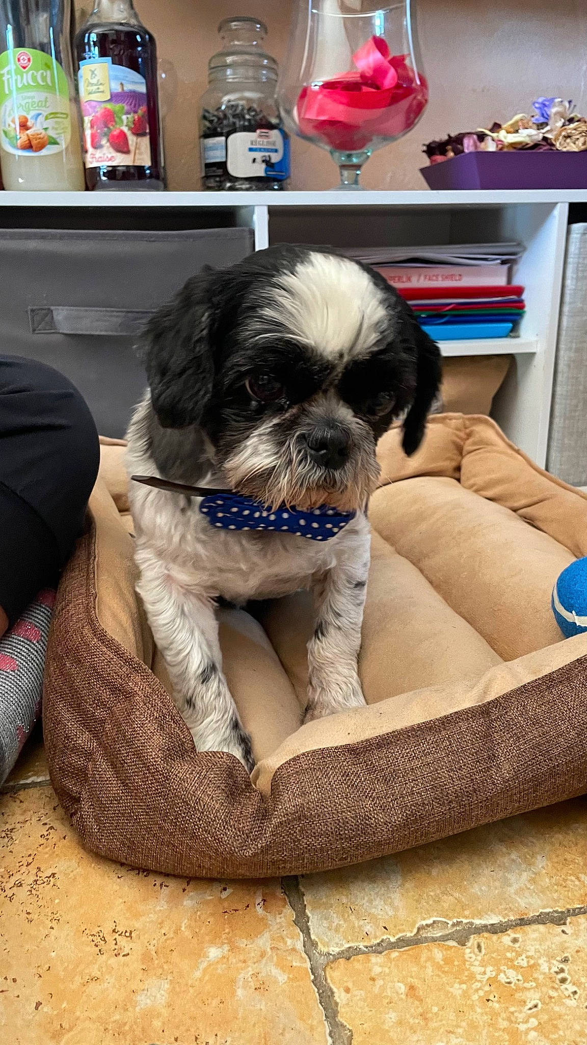 Texas participe au concours pour gagner de l'argent avec cette photo : bookcase, carnivore, comfort, companion_dog, dog, dog_bed, dog_breed, dog_supply, fawn, flooring, fur, liver, pet_supply, shelf, shelving, shih_tzu, snout, sporting_group, toy_dog, working_animal