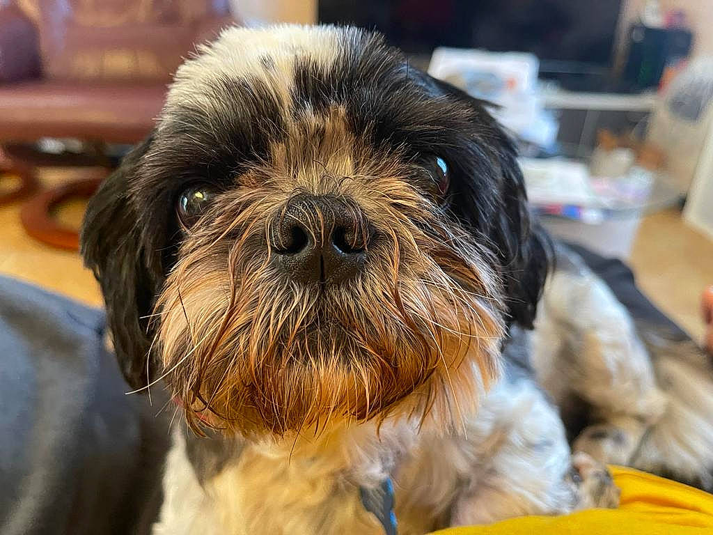 Texas participe au concours pour gagner de l'argent avec cette photo : canidae, carnivore, close_up, companion_dog, dog, dog_breed, dog_collar, ear, event, fur, liver, mammal, small_terrier, snout, sporting_group, terrestrial_animal, terrier, toy_dog, whiskers, working_animal