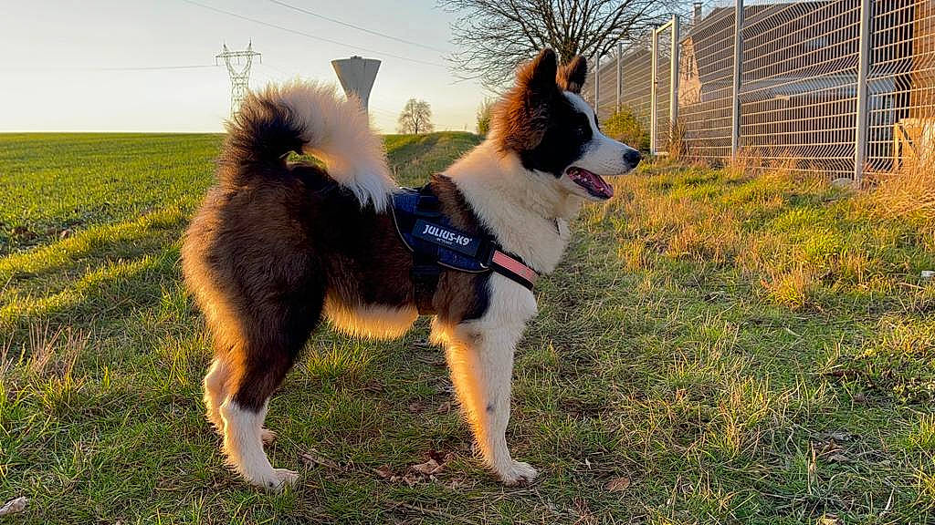 Bouba participe au concours pour gagner de l'argent avec cette photo : canidae, carnivore, collar, companion_dog, dog, dog_breed, dog_collar, dog_supply, fawn, fence, grass, herding_dog, plant, sky, sled_dog, snout, sporting_group, tail, tree, working_animal