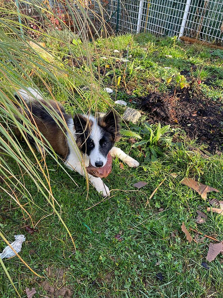 Bouba a rejoint le concours — aidez-le/la à gagner de superbes lots ! canidae, carnivore, companion_dog, dog, dog_breed, fence, grass, grass_family, grassland, groundcover, herding_dog, home_fencing, mcnab, mesh, pasture, plant, tail, working_animal, working_dog, yard