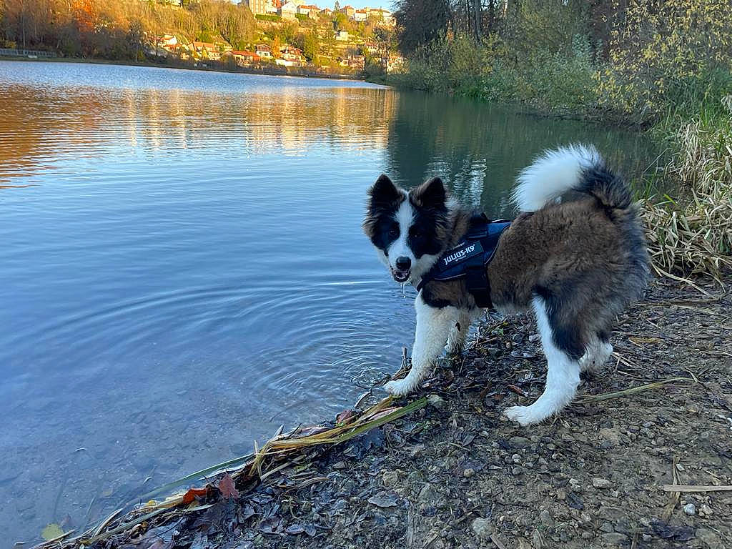 Bouba participe au concours pour gagner de l'argent avec cette photo : carnivore, companion_dog, dog, dog_breed, grass, herding_dog, lacustrine_plain, lake, plant, recreation, reflection, reservoir, sky, sporting_group, tail, tree, water, wood, working_animal, working_dog