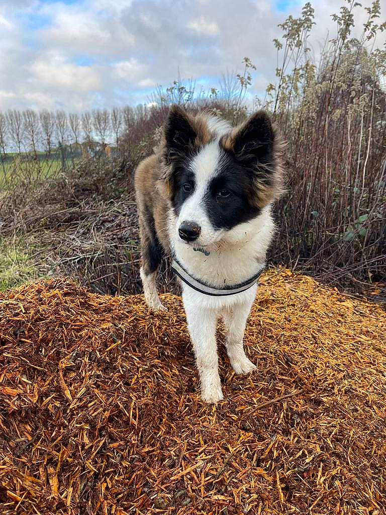 Bouba participe au concours pour gagner de l'argent avec cette photo : canidae, carnivore, cloud, companion_dog, dog, dog_breed, fur, grass, herding_dog, natural_landscape, plant, sky, snout, soil, sporting_group, tail, terrestrial_animal, tree, working_animal, working_dog