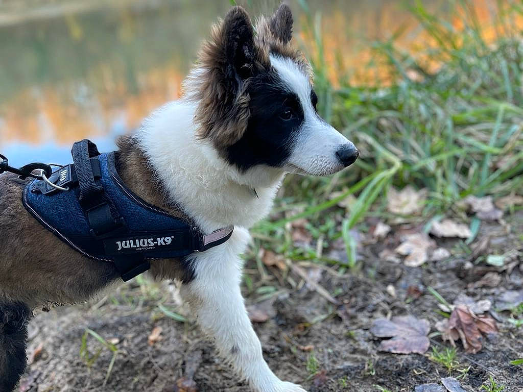 Bouba a rejoint le concours — aidez-le/la à gagner de superbes lots ! canidae, carnivore, collar, companion_dog, dog, dog_breed, dog_collar, dog_supply, fur, grass, herding_dog, pet_supply, plant, snout, sporting_group, tail, terrestrial_animal, water, working_animal, working_dog