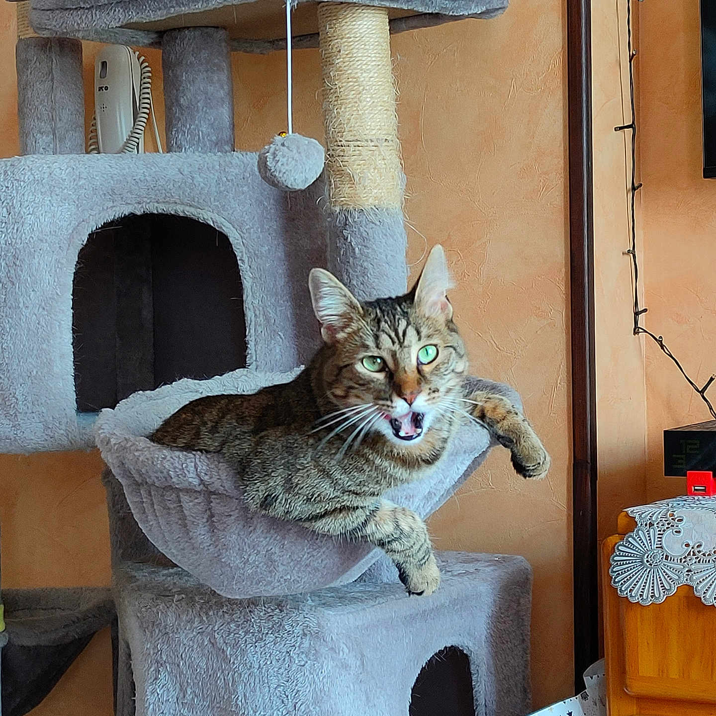 Tétou participe au concours pour gagner de l'argent avec cette photo : animal, cat, cat_tree, cozy, cute, decor, domestic_cat, furniture, green_eyes, hammock, home, indoor, living_room, meowing, orange_wall, pet, playful, relaxed, tabby_cat, whiskers