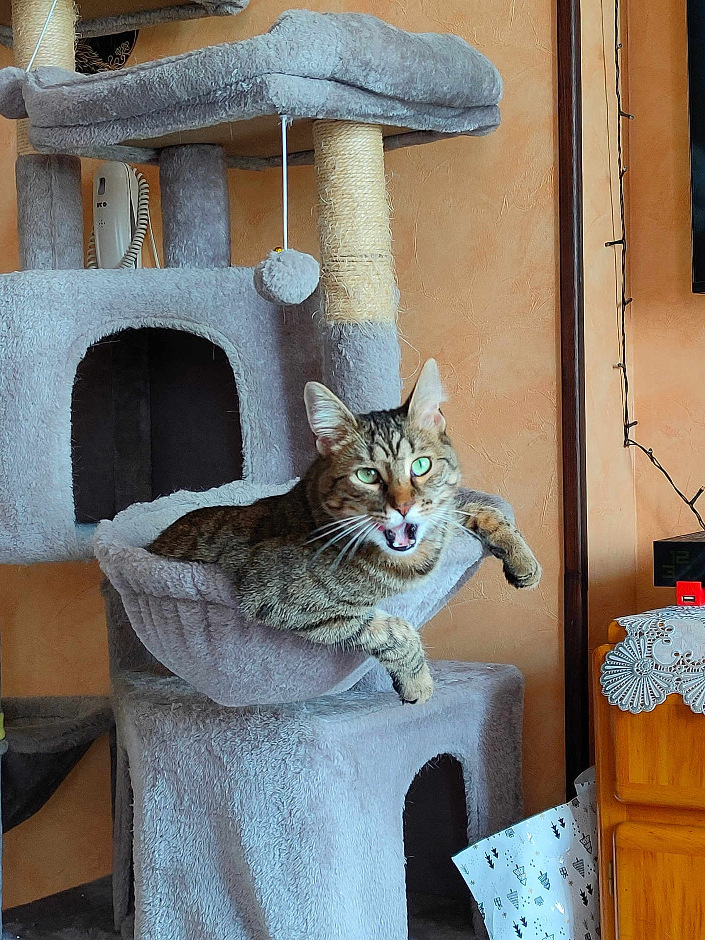 Tétou participe au concours pour gagner de l'argent avec cette photo : cat, tabby_cat, cat_tree, indoor, pet, furniture, hammock, relaxed, meowing, green_eyes, cozy, home, decor, orange_wall, whiskers, cute, animal, living_room, playful, domestic_cat