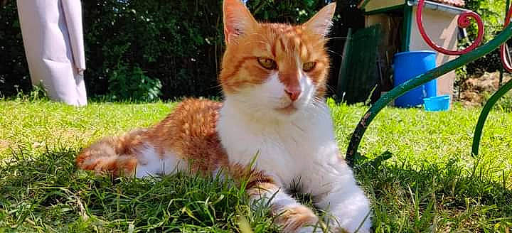 Bibi a rejoint le concours — aidez-le/la à gagner de superbes lots ! carnivore, cat, domestic_short_haired_cat, fawn, felidae, fur, garden, grass, groundcover, natural_landscape, paw, plant, sitting, small_to_medium_sized_cats, snout, tail, terrestrial_animal, tree, whiskers, wildlife