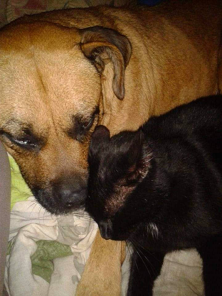 Furieuse participe au concours pour gagner de l'argent avec cette photo : canidae, carnivore, claw, comfort, companion_dog, dog, dog_breed, fawn, fur, nap, paw, pet_supply, puppy_love, snout, sporting_group, tail, terrestrial_animal, toy_dog, whiskers, working_animal