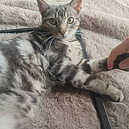 Milo participe au concours pour gagner de l'argent avec cette photo : cat, tabby, animal, pet, paw, hand, feline, fur, striped, cute, cozy, blanket, resting, indoor, mammal, whiskers, ears, eyes, relaxation, companion