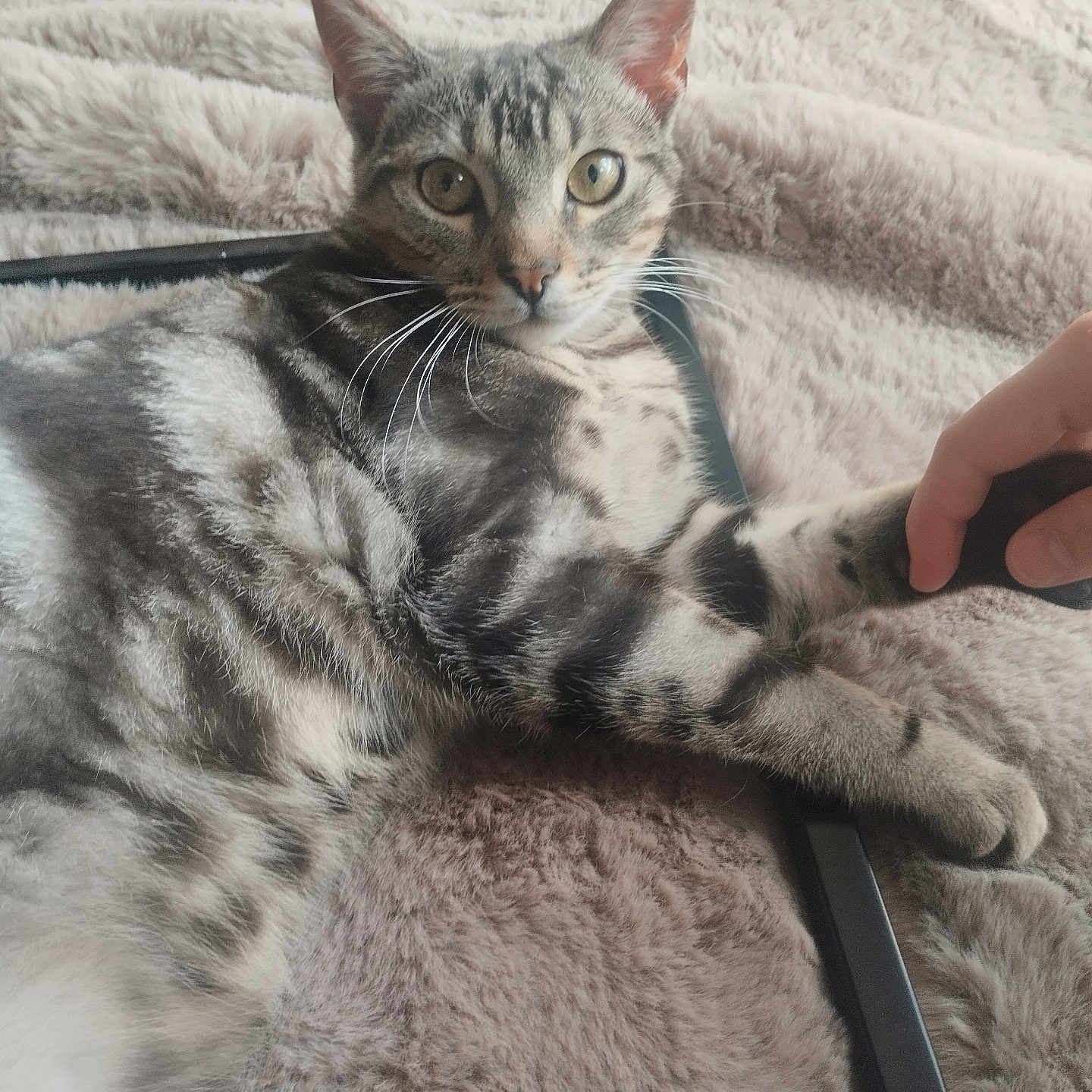 Milo
