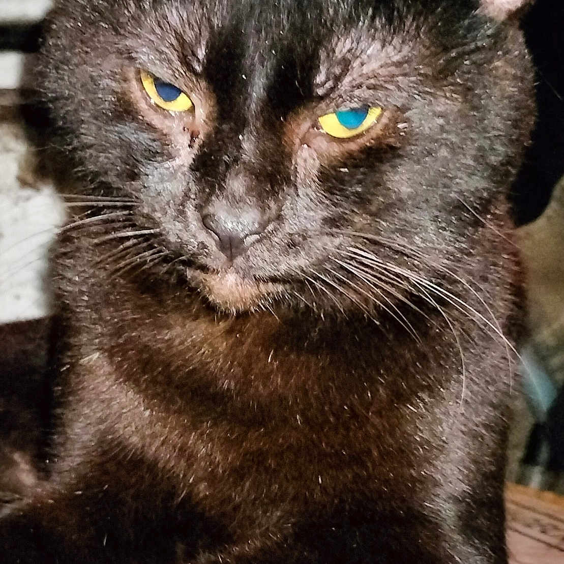Curry joined the competition — help win amazing prizes! black_cat, carnivore, cat, domestic_short_haired_cat, electric_blue, eye, felidae, fur, grey, iris, small_to_medium_sized_cats, snout, terrestrial_animal, whiskers, wildlife
