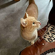 Josiane Bourgeois a rejoint le concours — aidez-le/la à gagner de superbes lots ! animal, brown_shoe, cat, close_up, curious_cat, feline, floor, footwear, gray_floor, home_interior, indoor, leopard_print_socks, orange_cat, paw, person, pet, pet_interaction, shoe, whiskers, wooden_chair_leg