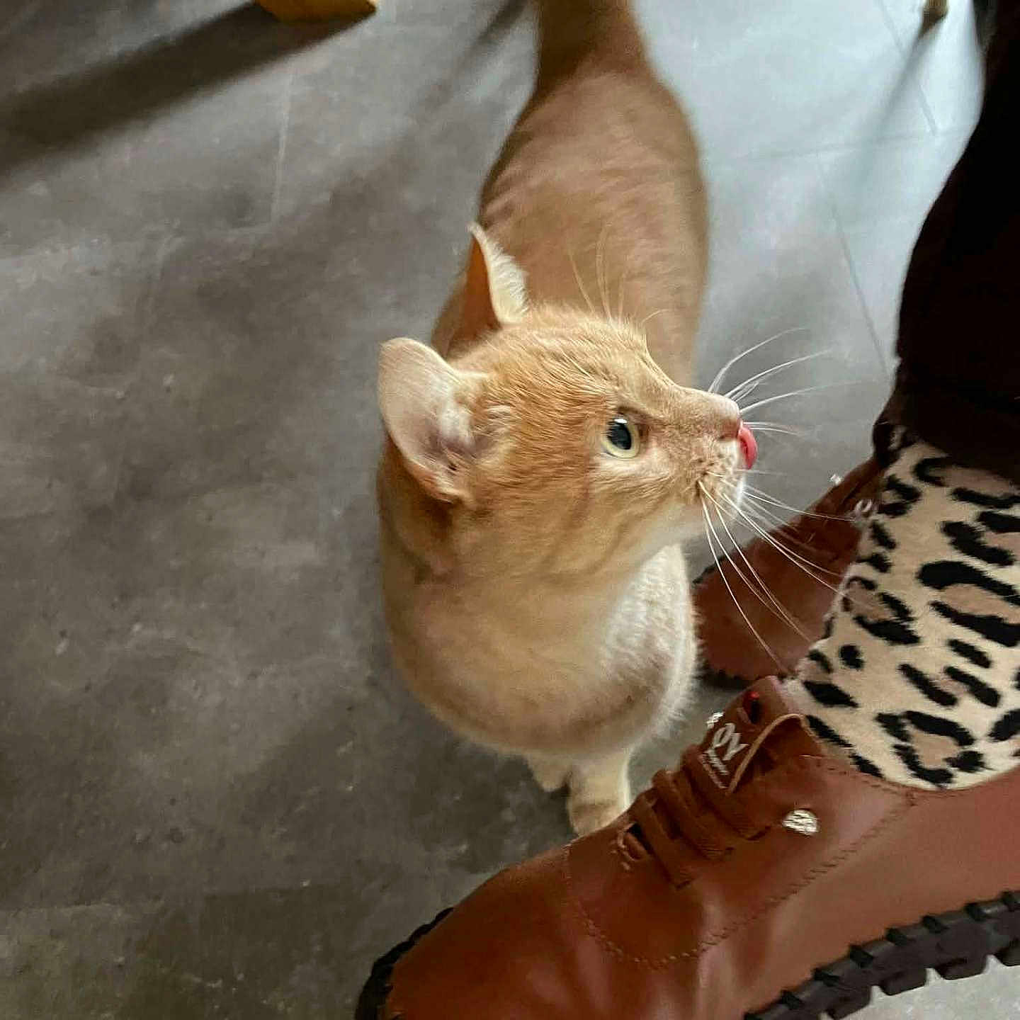 Josiane Bourgeois a rejoint le concours — aidez-le/la à gagner de superbes lots ! animal, brown_shoe, cat, close_up, curious_cat, feline, floor, footwear, gray_floor, home_interior, indoor, leopard_print_socks, orange_cat, paw, person, pet, pet_interaction, shoe, whiskers, wooden_chair_leg