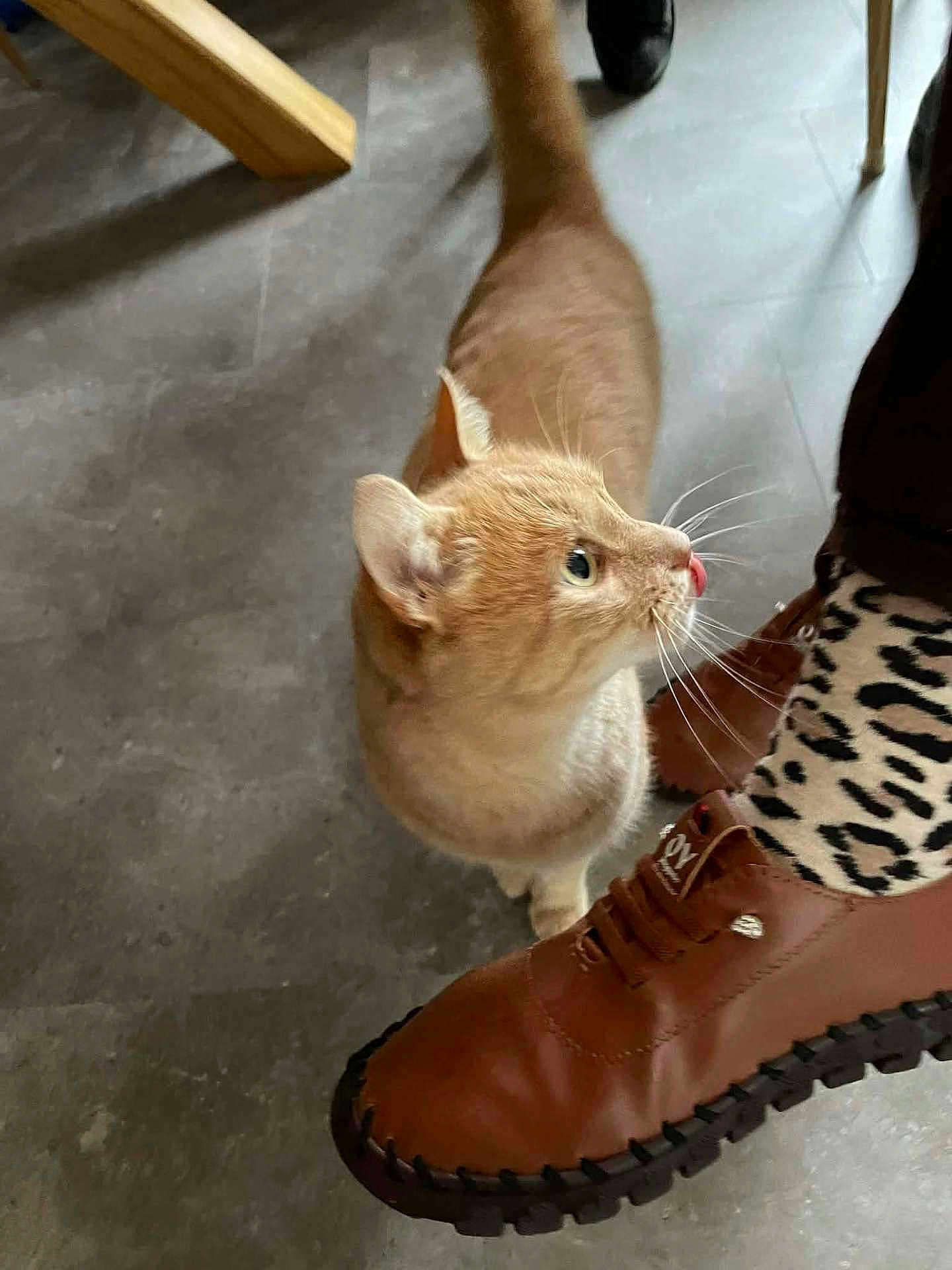 Josiane Bourgeois a rejoint le concours — aidez-le/la à gagner de superbes lots ! animal, brown_shoe, cat, close_up, curious_cat, feline, floor, footwear, gray_floor, home_interior, indoor, leopard_print_socks, orange_cat, paw, person, pet, pet_interaction, shoe, whiskers, wooden_chair_leg