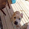 Tank joined the competition — help win amazing prizes! dog, wooden_deck, blue_box, chair, sunlight, outdoor, pet, canine, floorboards, toolbox, curious, looking_up, ears_up, shadow, natural_light, fence, cord, home, animal, domestic