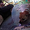 Taz joined the competition — help win amazing prizes! arm, bed, casual, closeup, clothing, cone_collar, desk, dog, furniture, home, indoor, legs, light, person, pet, quilt, relaxation, resting, shadow, watch