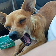 Taz is registered to the contest to win money with this photo: animal, car_interior, cigarette_pack, closed_eyes, cute, dog, ear, furry, green_pack, indoor, mouth, nose, paw, pet, relaxed, seat, small_dog, tan_dog, vehicle, yawning